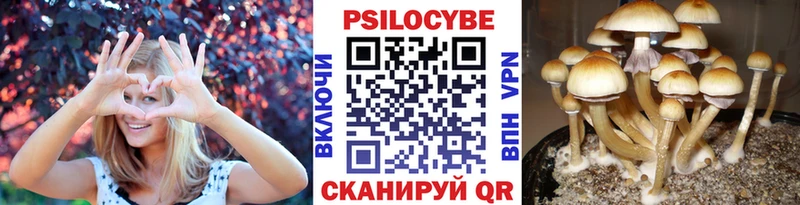 Псилоцибиновые грибы мицелий  Кирсанов 